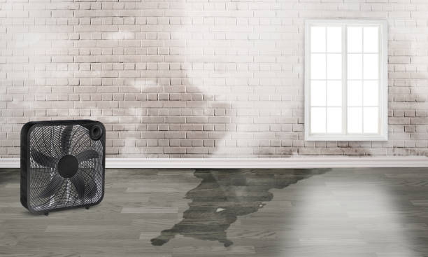 Best Water damage restoration specialists  in Winlock, WA